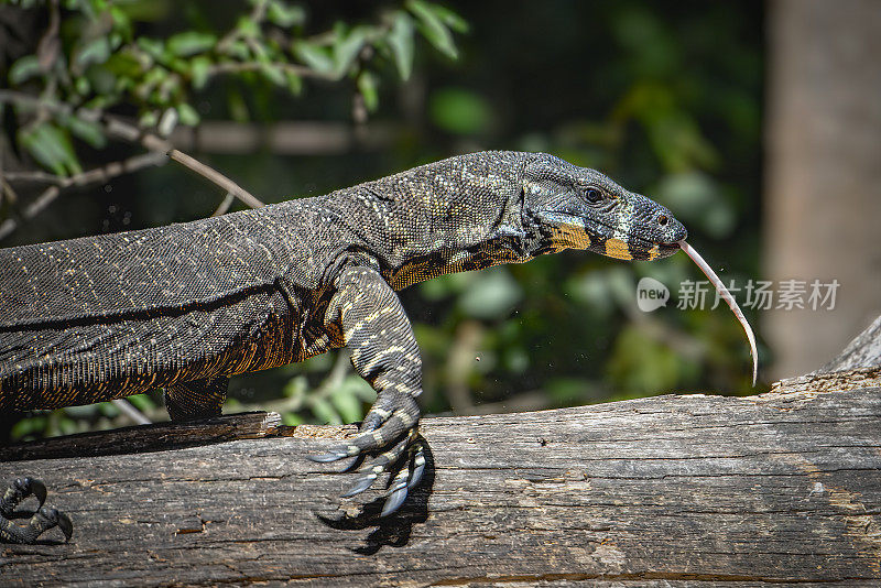 花边巨蜥(Varanus varius)